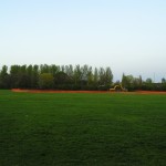 Wildflowers for wet areas