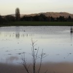 Wildflowers for wet areas