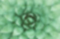 Green Plant_edited.jpg