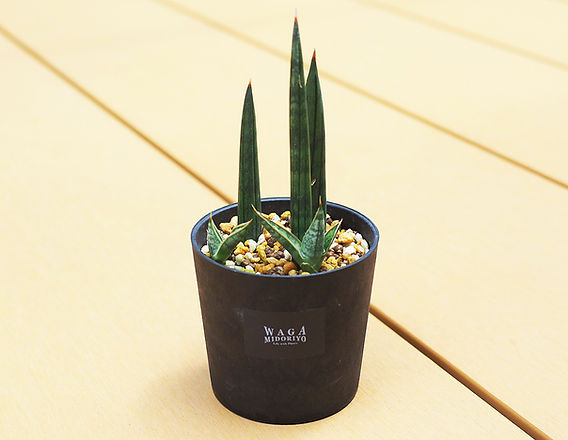 サンスベリアケニア、とにかく子株を吹きまくる | Resistance Design