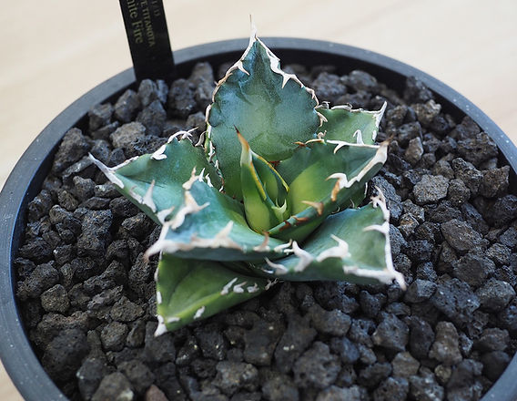 ホワイトファイヤー（白火焔）改め、ソーラーエクリプス（夕映巌竜）降臨