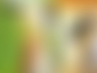 リセットしたパキラ、順調に成長を続ける