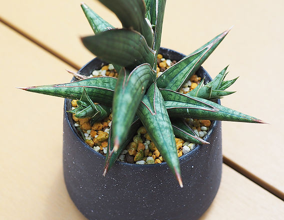 サンスベリアケニア、とにかく子株を吹きまくる | Resistance Design