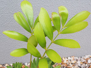 ザミアの新芽を美しく育てるには
