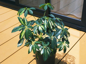 鉢底から根が飛び出し、カビに侵されるシェフレラの植え替え