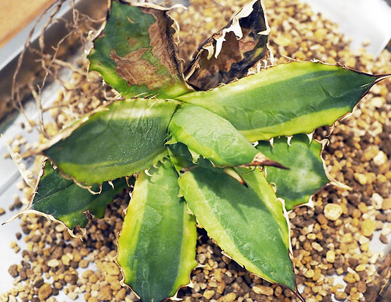 白鯨改め、ナンバーワン錦を再生する | Resistance Design / 滋賀