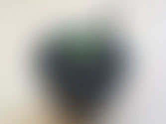 アガベの斑(ふ)入り、それは謎に満ちている