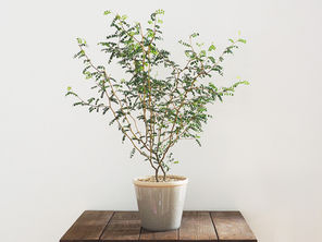 《我が家の植物》No.3/ソフォラ・リトルベイビー