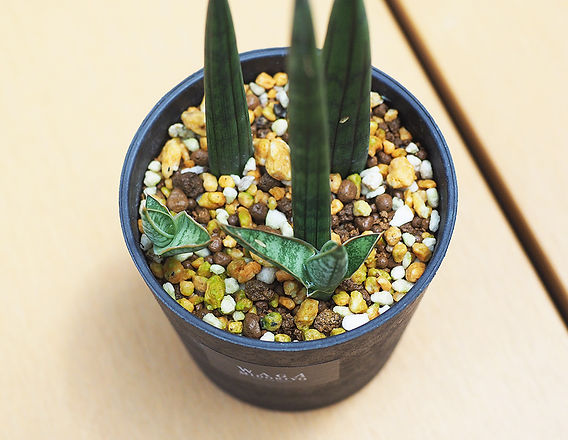 サンスベリアケニア、とにかく子株を吹きまくる | Resistance Design サンスベリアケニア、とにかく子株を吹きまくる | Resistance Design