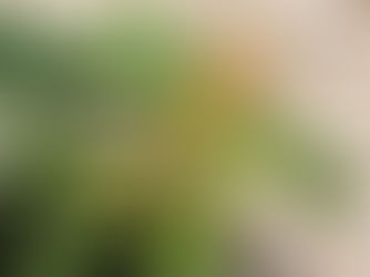 ザミア、各地で徒長する