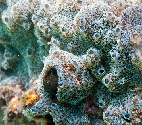 blenny-DeNoiseAI-low-light.jpg