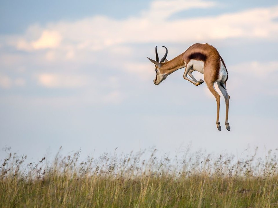 stotting gazelle