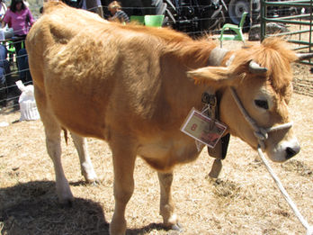 32ª Feira Concurso do Jarmelo (Guarda) já no próximo domingo