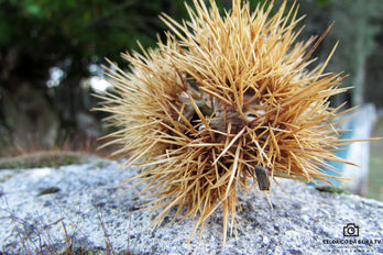 Prados recebe no próximo sábado o Festival da Castanha