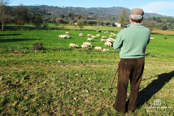 Agricultores podem continuar a aplicar pesticidas desde que façam formação até maio