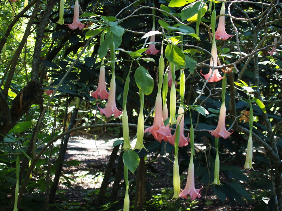 Flamingo Gardens Flowers