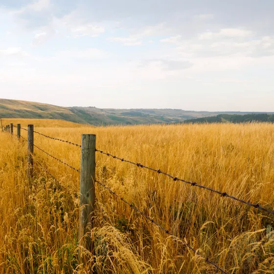 indian-grass_800x800_istock-825012388.webp