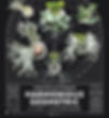 platycerium_edited.jpg