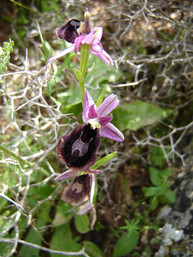 Orchids of Lycia