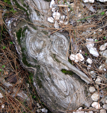 Face in the Trees in Lycia