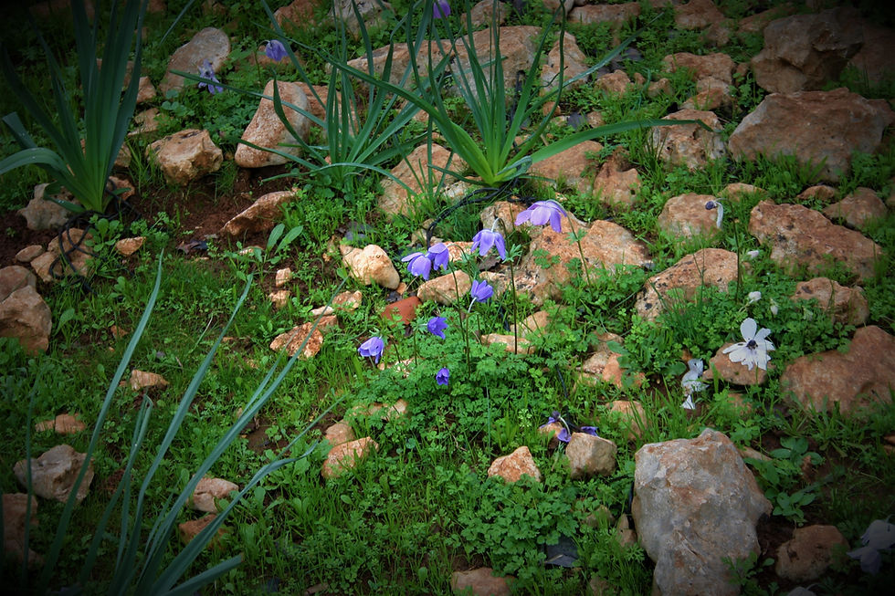 The Anemonies of the Lycian Way