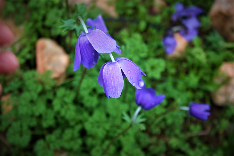 Early Anemonies on the Lycian way near Simena