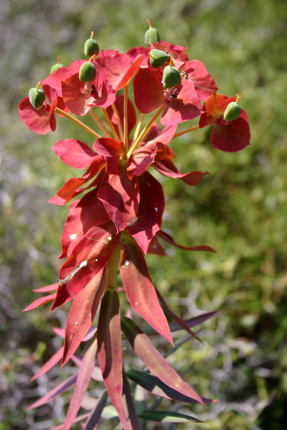 Euphorbia on the Lycian Way