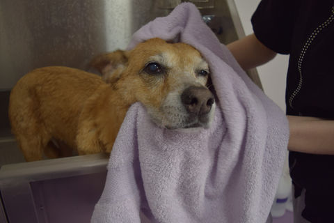 Dog bath