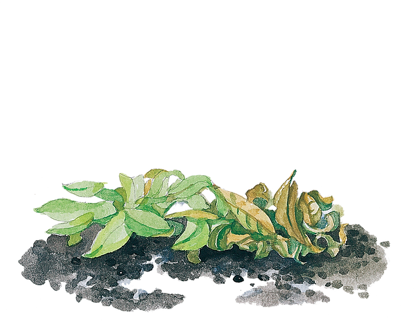 荞麦籽手绘.png