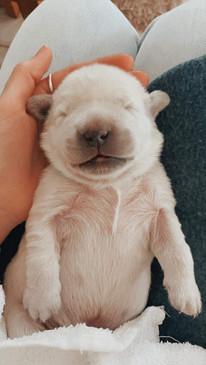 A newborn Golden Retriever puppy lying on its back. Its eyes are closed.