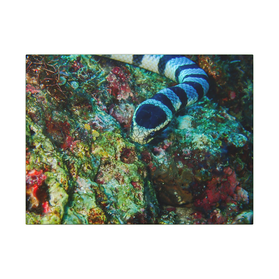 Thumbnail: Matte Canvas, Stretched, 0.75" (Multi-Size)