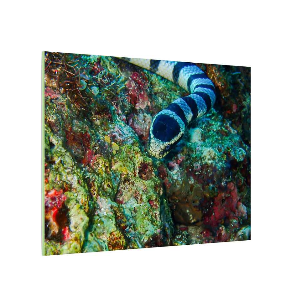 Thumbnail: Matte Canvas, Stretched, 0.75" (Multi-Size)
