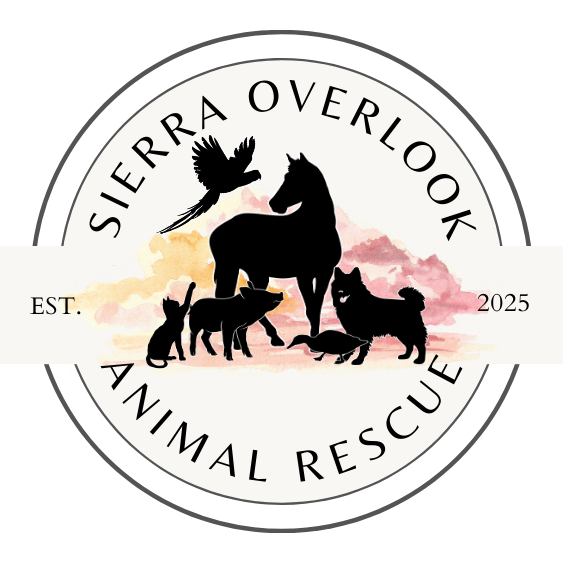 SOAR sticker ethereal clouds — catalog photo from live store