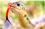 snake.png