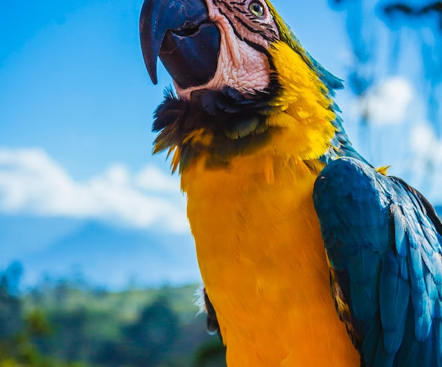 Ara ararauna, oiseaux local