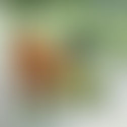 提升頻率的10 種超級食物(改善身體機能,促進5D生活)
