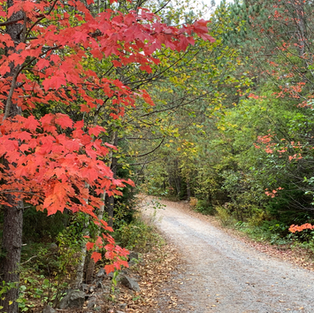 trail in fall with a mix of red maple and green in the background