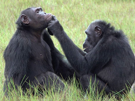 Chimpanzee 8.2.1083 Crack  [April-2022]
