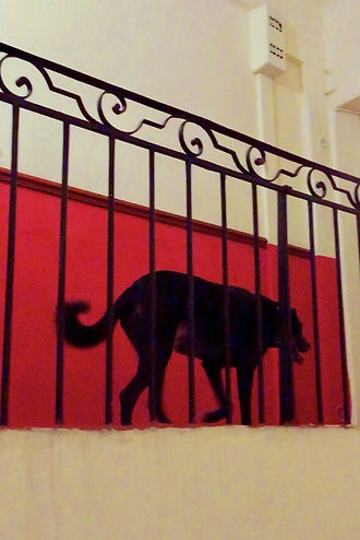 Martin Lazlo Rouillé ©