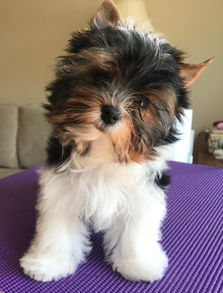 Odin 15 weeks.jpg
