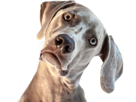 Is your dog really an A**hole, or just confused?