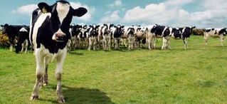 Brasil suspende compra de leche uruguaya
