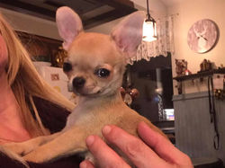 de Mini Chichi Havelock