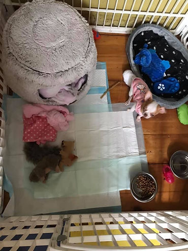 parc pour jeune chiot