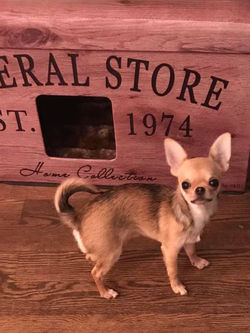 de Mini Chichi Havelock