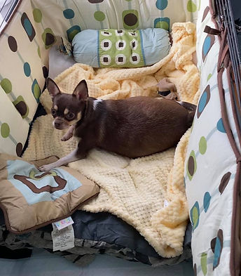 Moka lors de la mise bas