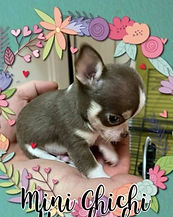 121666759_783522315779426_28725487614069