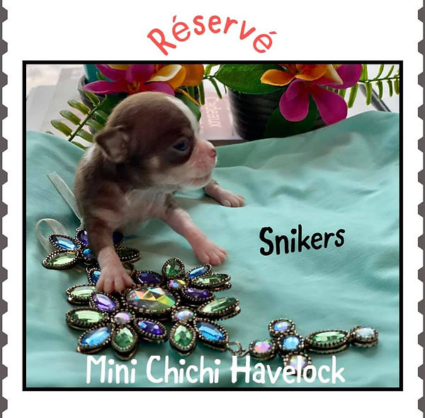 snikers-14 jours 172.jpg