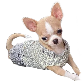 Mr Wanito Junior de Mini Chichi Havelock