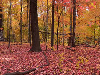 Take a hike! Walking improves presentations